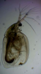 14. Wasserfloh - Simocephalus vetulus.jpg